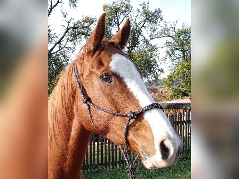 Pura sangre inglés Caballo castrado 7 años 158 cm Alazán in Rudolstadt