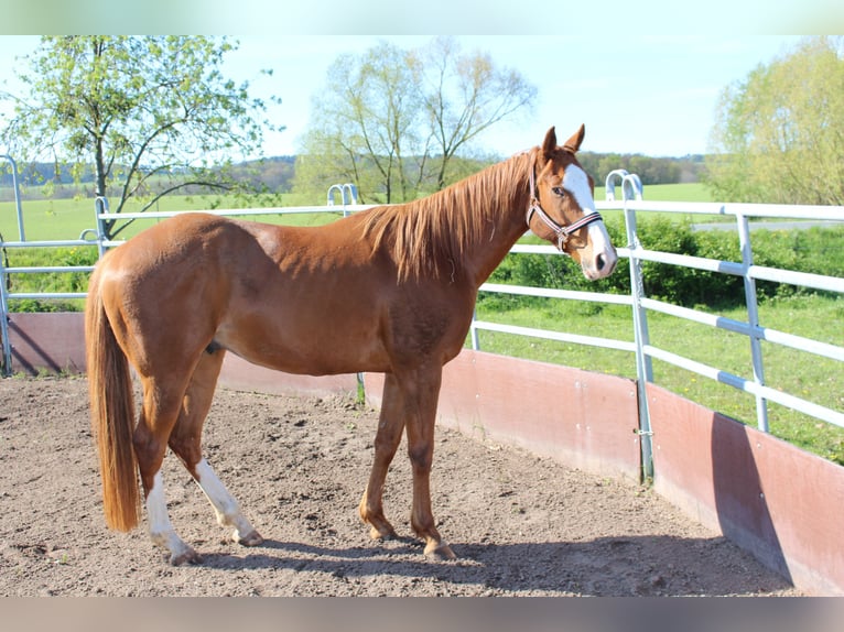 Pura sangre inglés Caballo castrado 7 años 158 cm Alazán in Rudolstadt
