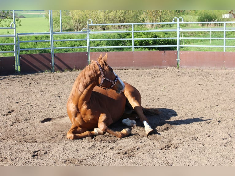 Pura sangre inglés Caballo castrado 7 años 158 cm Alazán in Rudolstadt