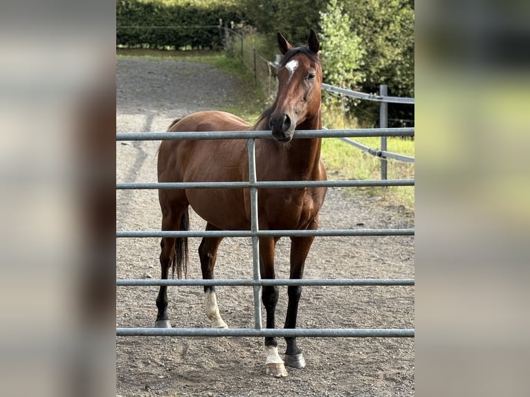 Pura sangre inglés Caballo castrado 7 años 158 cm Castaño in Friesenhagen