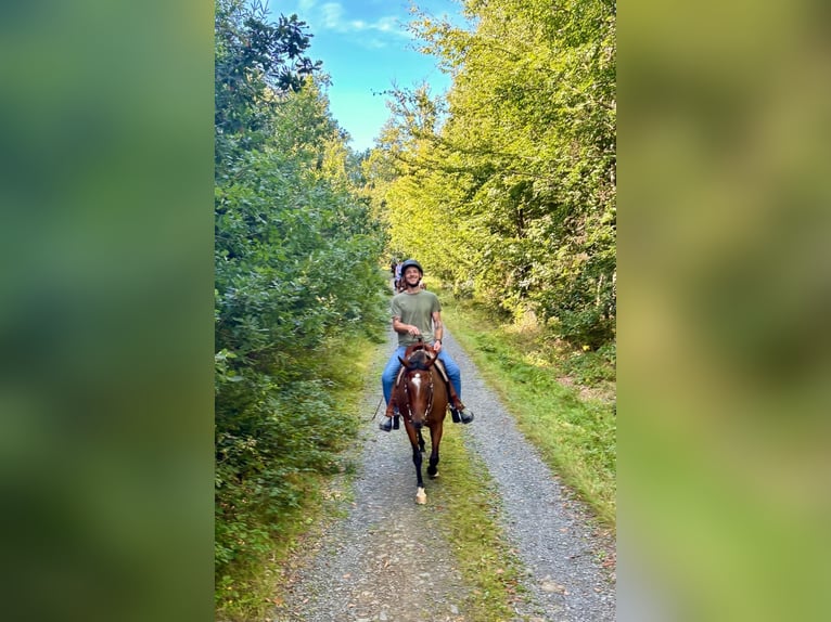 Pura sangre inglés Caballo castrado 7 años 158 cm Castaño in Friesenhagen