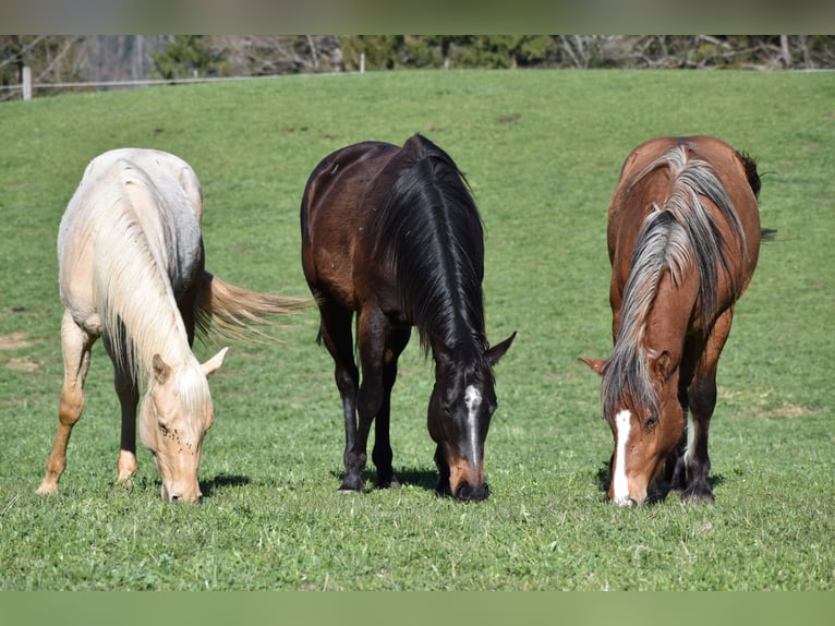 Pura sangre inglés Caballo castrado 7 años 159 cm Castaño oscuro in Les Bois