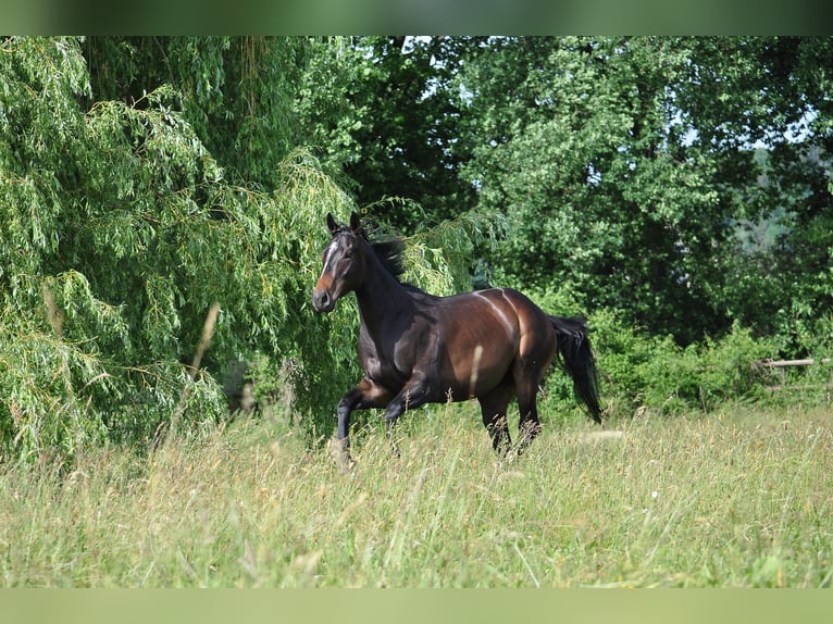 Pura sangre inglés Caballo castrado 7 años 159 cm Castaño oscuro in Les Bois