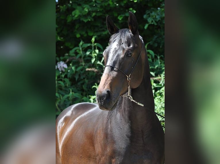 Pura sangre inglés Caballo castrado 7 años 159 cm Castaño oscuro in Les Bois