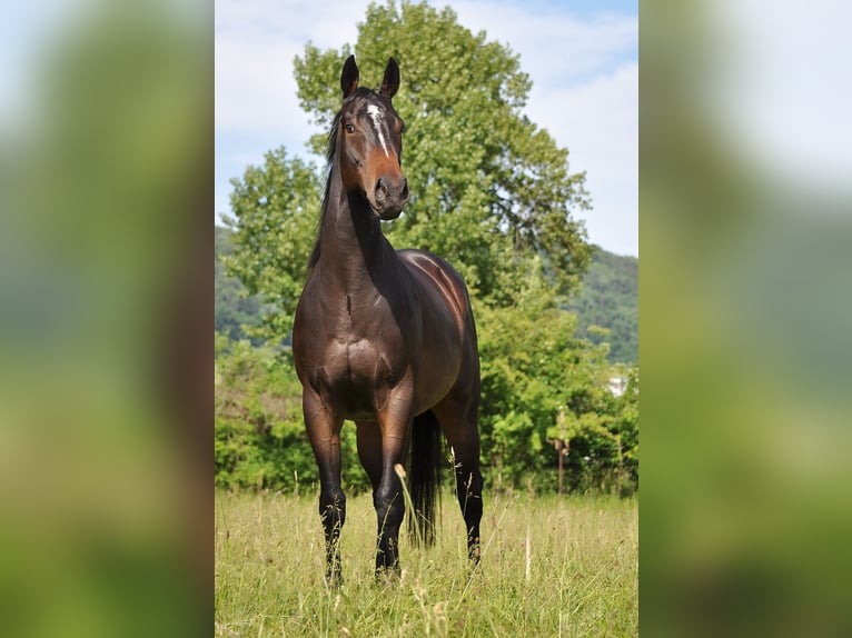 Pura sangre inglés Caballo castrado 7 años 159 cm Castaño oscuro in Les Bois