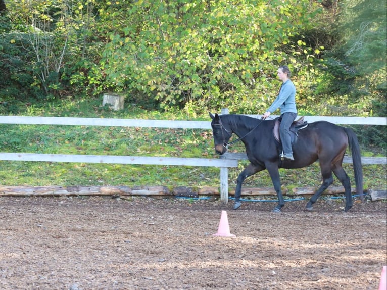 Pura sangre inglés Caballo castrado 7 años 159 cm Castaño oscuro in Les Bois