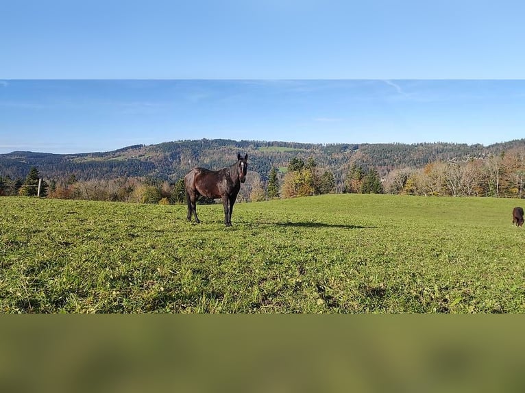 Pura sangre inglés Caballo castrado 7 años 159 cm Castaño oscuro in Les Bois