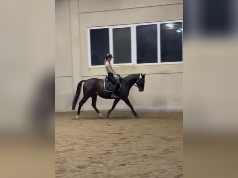 Pura sangre inglés Caballo castrado 7 años 159 cm Morcillo in Marchtrenk