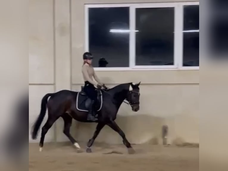 Pura sangre inglés Caballo castrado 7 años 159 cm Morcillo in Marchtrenk