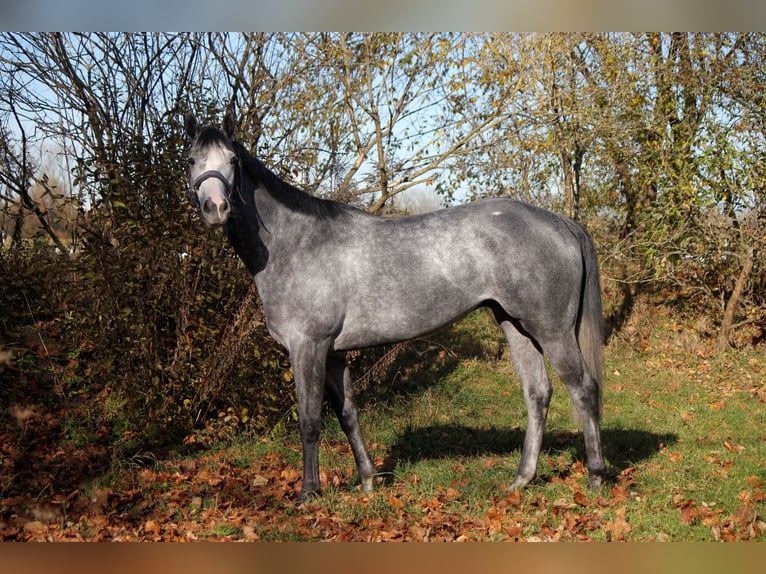 Pura sangre inglés Caballo castrado 7 años 160 cm Tordo in München