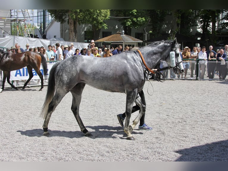 Pura sangre inglés Caballo castrado 7 años 160 cm Tordo in München