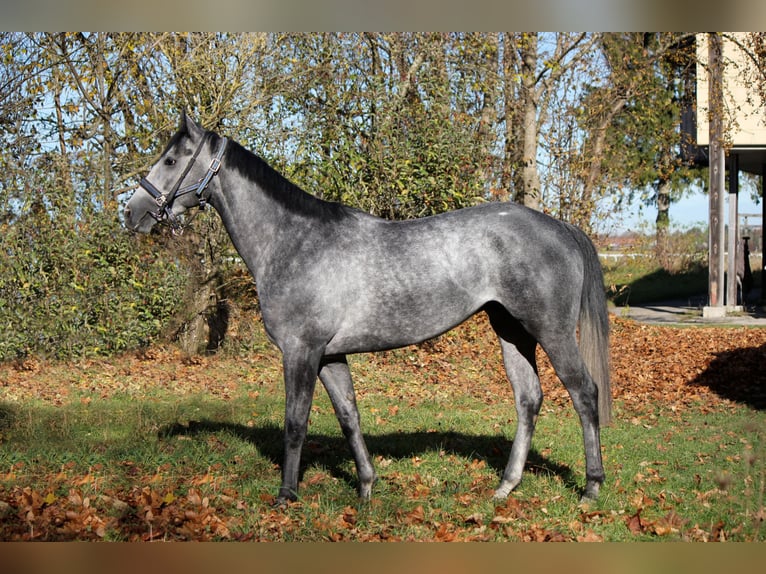 Pura sangre inglés Caballo castrado 7 años 160 cm Tordo in München