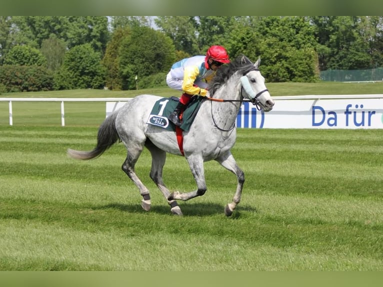 Pura sangre inglés Caballo castrado 7 años 160 cm Tordo in München