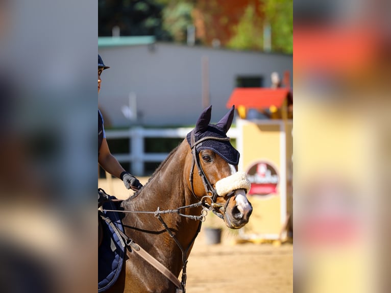Pura sangre inglés Caballo castrado 7 años 161 cm Castaño oscuro in Chinchon