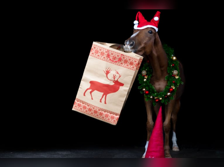 Pura sangre inglés Caballo castrado 7 años 163 cm Alazán in Wiesbaden