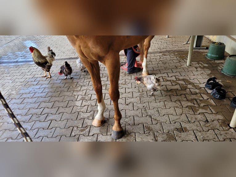 Pura sangre inglés Caballo castrado 7 años 163 cm Alazán in Wiesbaden