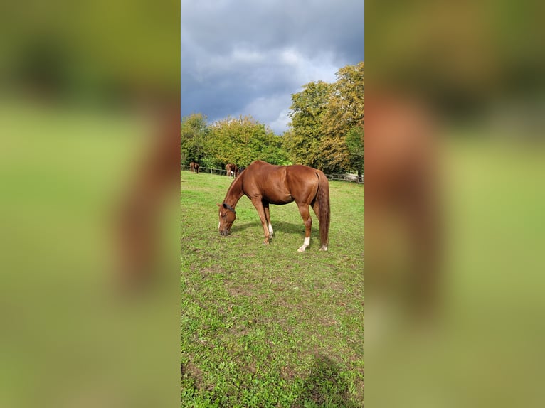 Pura sangre inglés Caballo castrado 7 años 163 cm Alazán in Wiesbaden