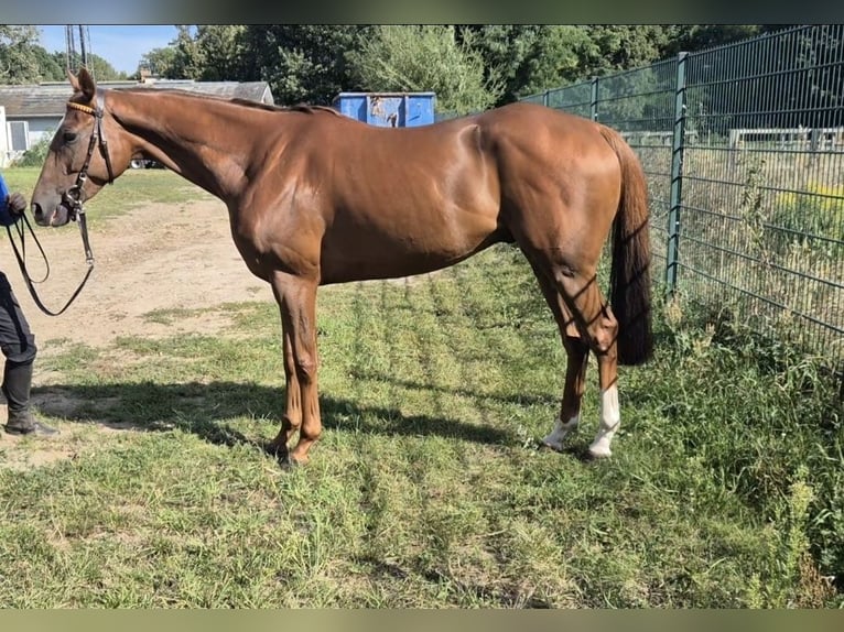 Pura sangre inglés Caballo castrado 7 años 163 cm Alazán in Neuenhagen bei Berlin