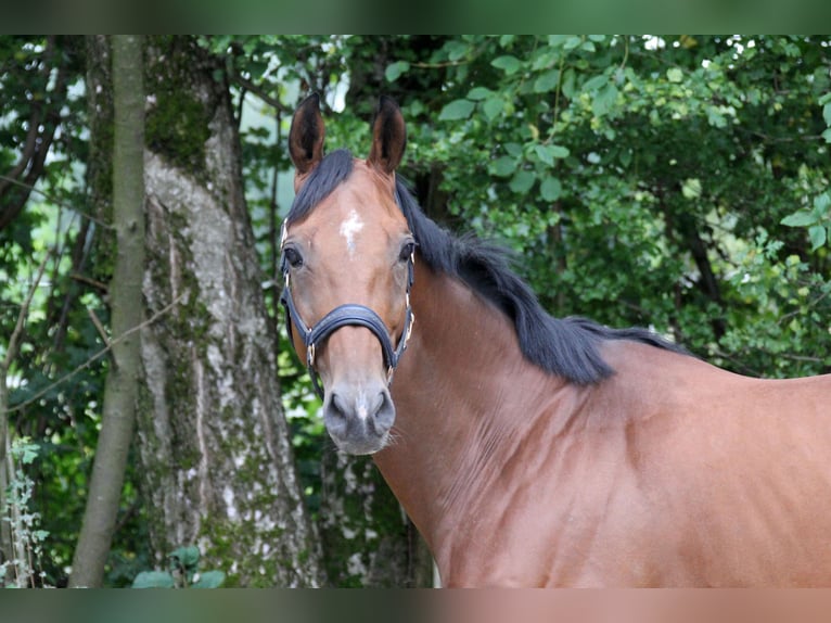 Pura sangre inglés Caballo castrado 7 años 163 cm Castaño in München