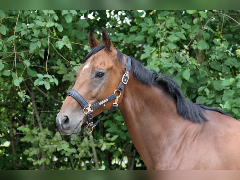 Pura sangre inglés Caballo castrado 7 años 163 cm Castaño in München