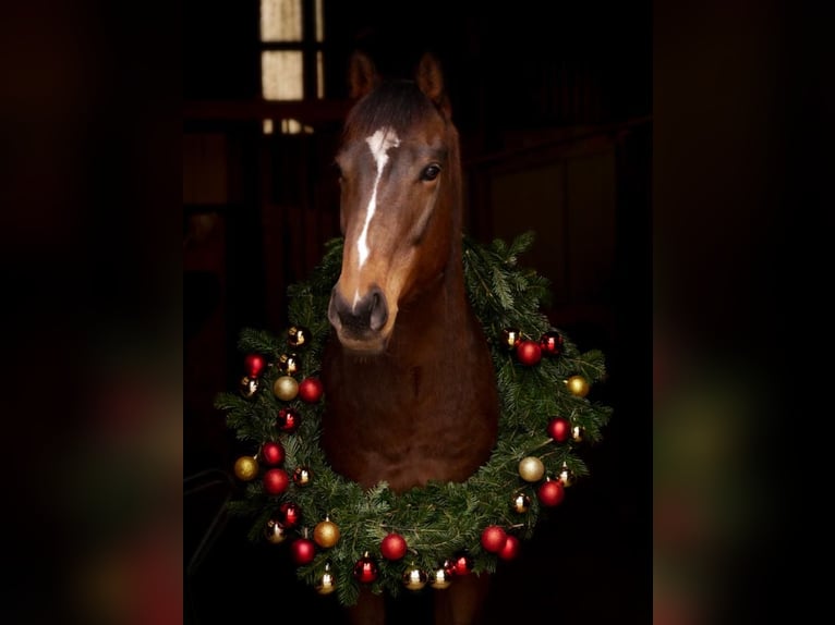 Pura sangre inglés Caballo castrado 7 años 163 cm Castaño oscuro in Ketsch