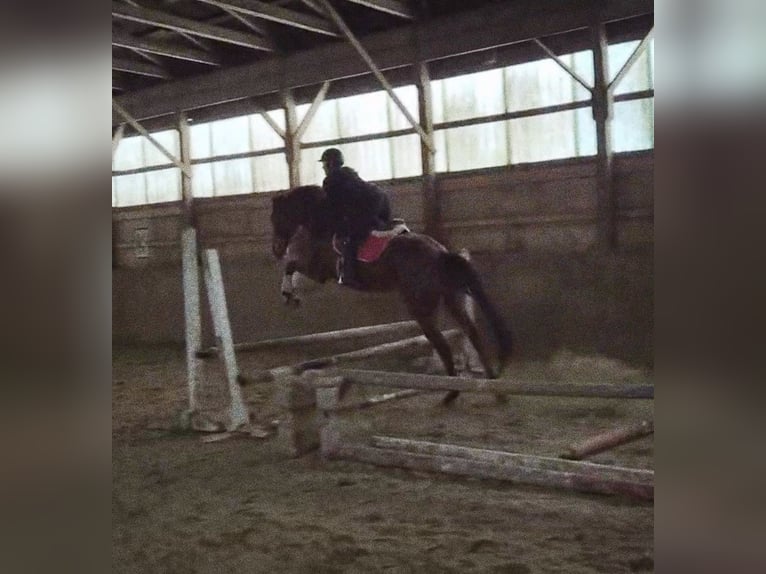 Pura sangre inglés Caballo castrado 7 años 163 cm Castaño rojizo in Williston, VT