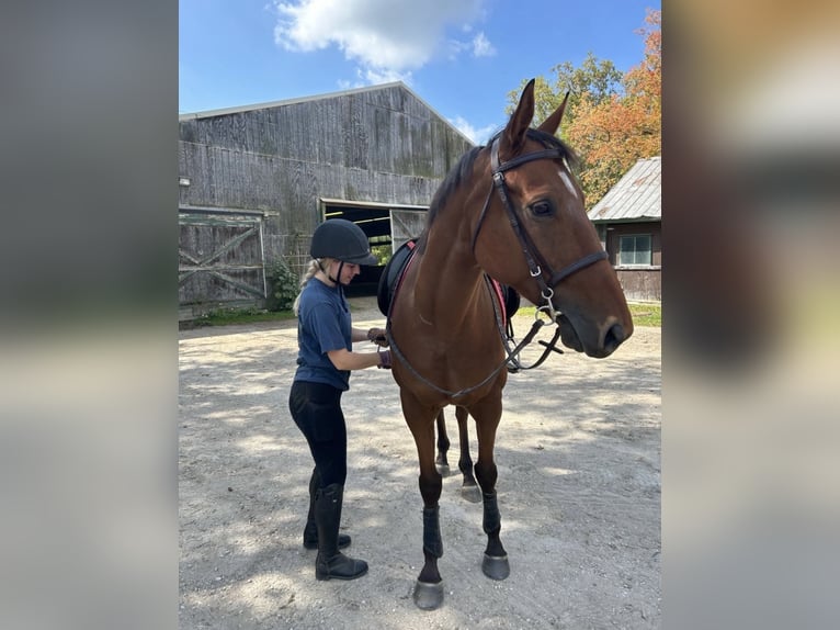 Pura sangre inglés Caballo castrado 7 años 163 cm Castaño rojizo in Williston, VT