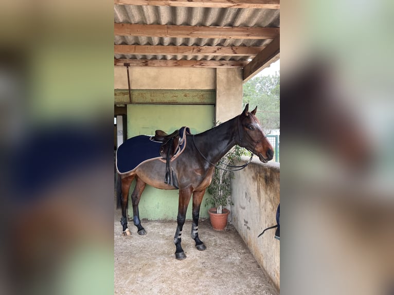 Pura sangre inglés Caballo castrado 7 años 164 cm Castaño in Pérols