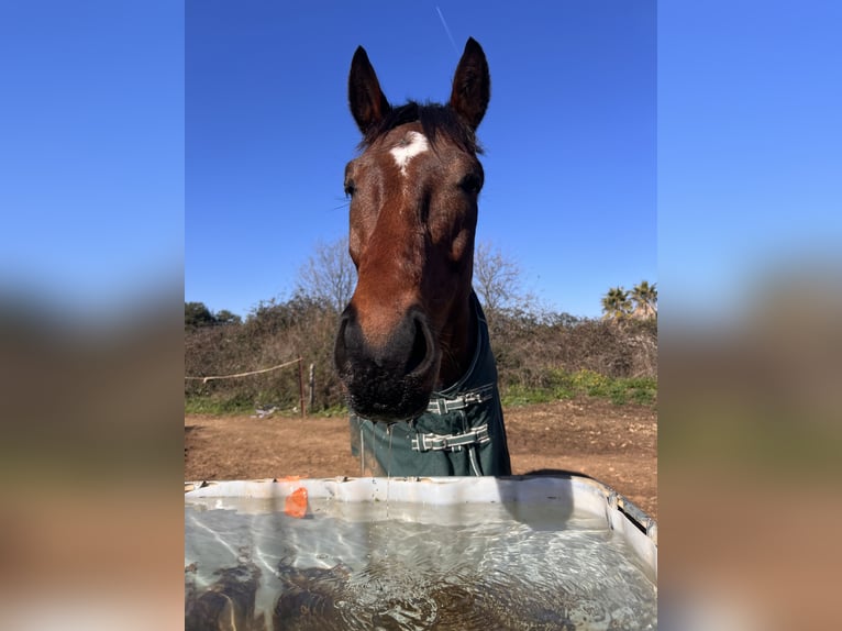 Pura sangre inglés Caballo castrado 7 años 164 cm Castaño in Pérols