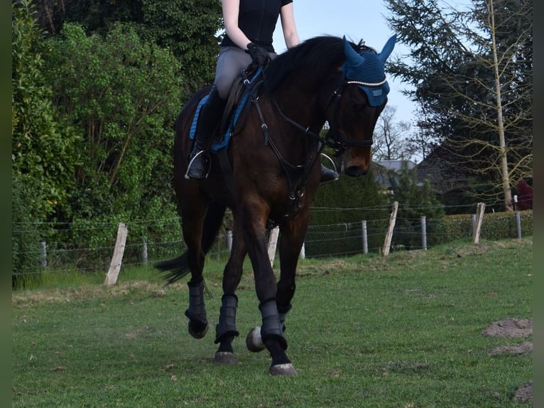 Pura sangre inglés Caballo castrado 7 años 164 cm Castaño oscuro in Riede