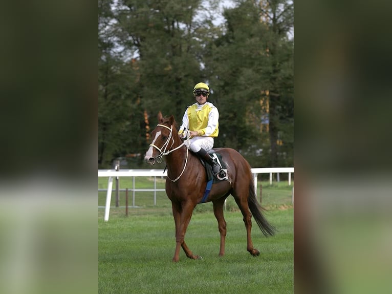 Pura sangre inglés Caballo castrado 7 años 165 cm Alazán in Graf-Lehndorff-Straße