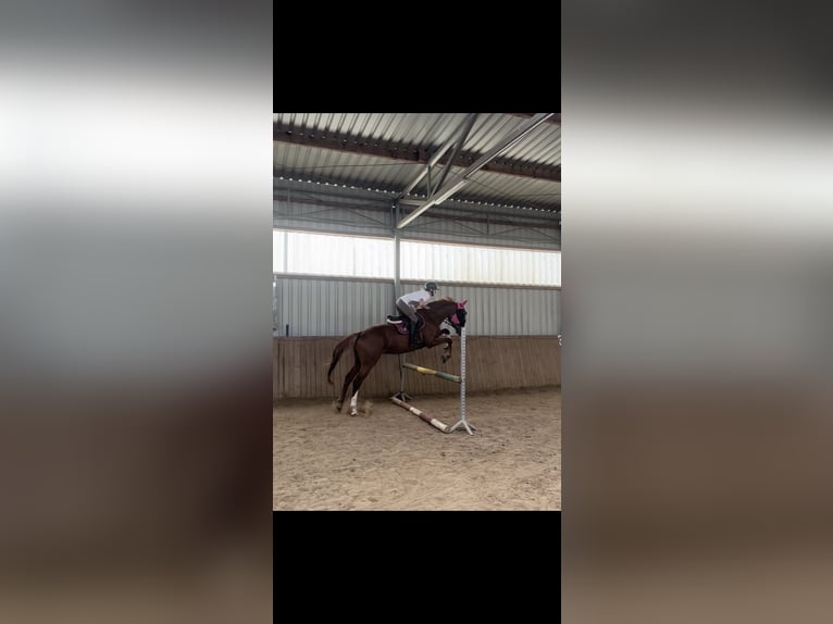 Pura sangre inglés Caballo castrado 7 años 165 cm Alazán in Nowy wiec