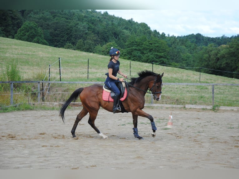 Pura sangre inglés Caballo castrado 7 años 165 cm Castaño in St.Marein bei Graz