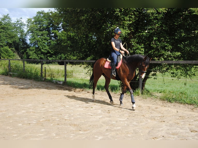 Pura sangre inglés Caballo castrado 7 años 165 cm Castaño in St.Marein bei Graz
