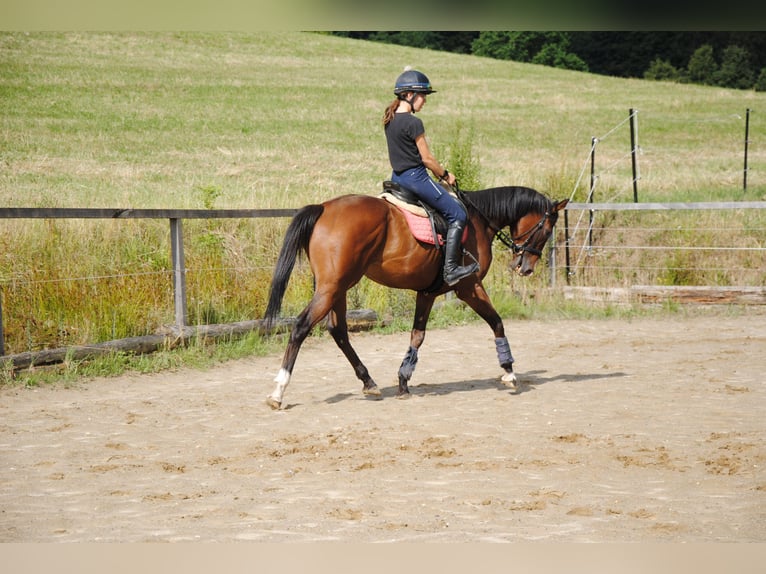 Pura sangre inglés Caballo castrado 7 años 165 cm Castaño in St.Marein bei Graz