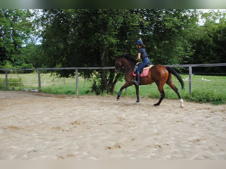 Pura sangre inglés Caballo castrado 7 años 165 cm Castaño in St.Marein bei Graz