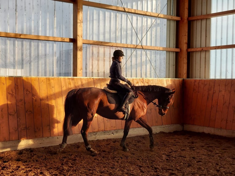 Pura sangre inglés Caballo castrado 7 años 165 cm Castaño in Borsfleth