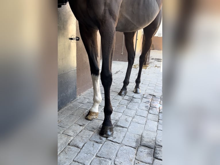 Pura sangre inglés Caballo castrado 7 años 165 cm Castaño in El Molar