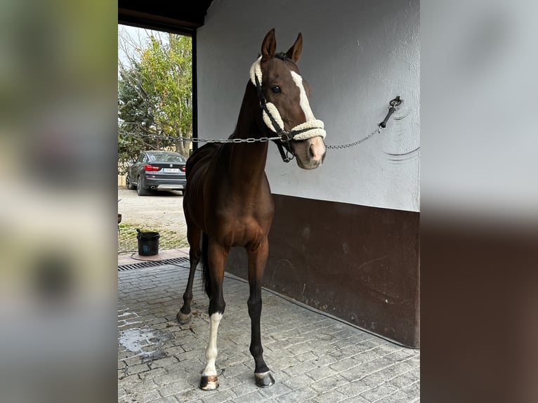 Pura sangre inglés Caballo castrado 7 años 165 cm Castaño in El Molar
