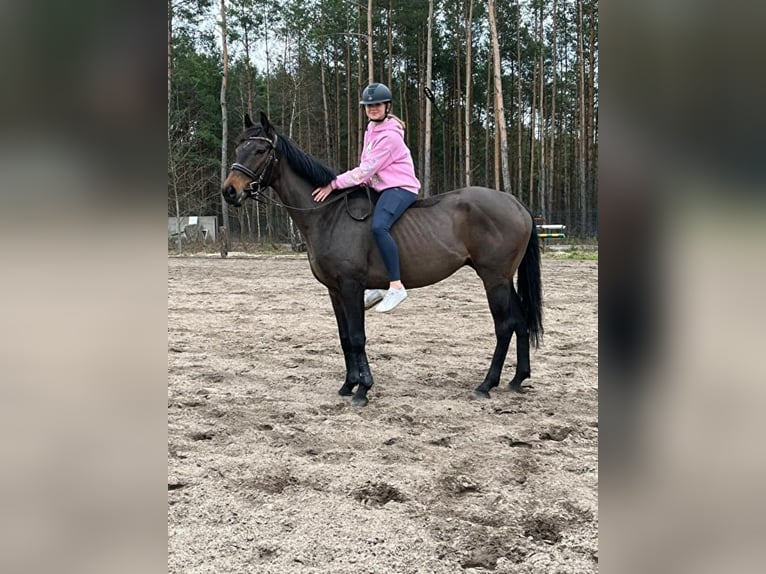 Pura sangre inglés Caballo castrado 7 años 165 cm Castaño oscuro in Nadma