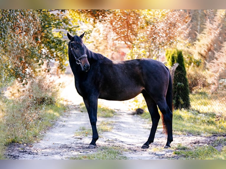 Pura sangre inglés Caballo castrado 7 años 165 cm Castaño oscuro in Nadma