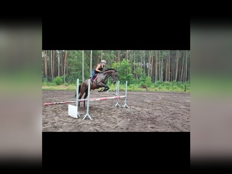 Pura sangre inglés Caballo castrado 7 años 165 cm Castaño oscuro in Nadma