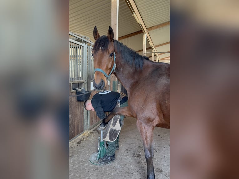 Pura sangre inglés Caballo castrado 7 años 166 cm in M&#xF6;ser
