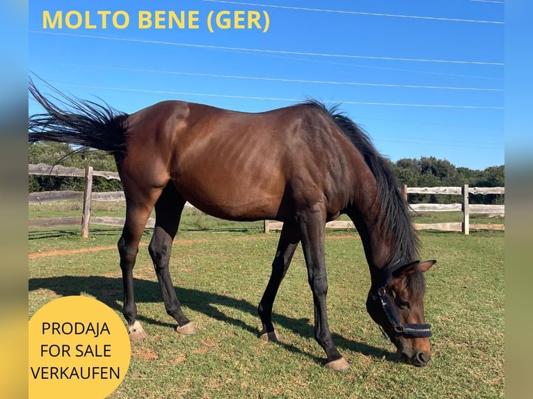 Pura sangre inglés Caballo castrado 7 años 168 cm Alazán-tostado in Pula