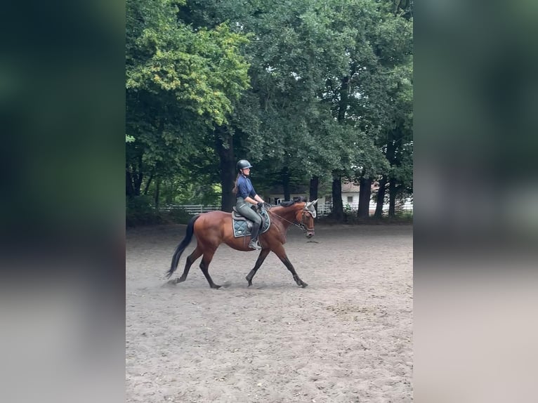Pura sangre inglés Caballo castrado 7 años 168 cm Castaño in Hannover