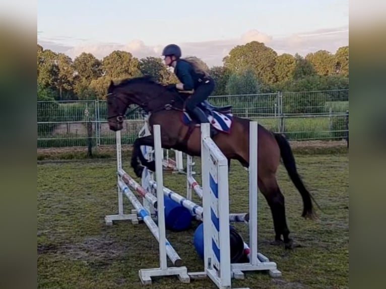 Pura sangre inglés Caballo castrado 7 años 168 cm Castaño in Oudehaske