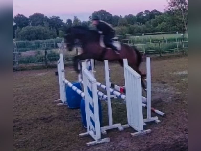 Pura sangre inglés Caballo castrado 7 años 168 cm Castaño in Oudehaske