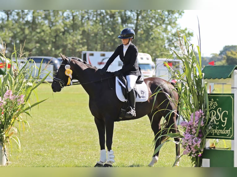 Pura sangre inglés Caballo castrado 7 años 168 cm Castaño oscuro in Wöpkendorf