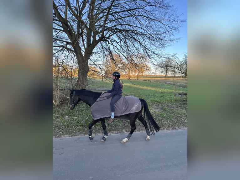 Pura sangre inglés Caballo castrado 7 años 168 cm Castaño oscuro in Wöpkendorf
