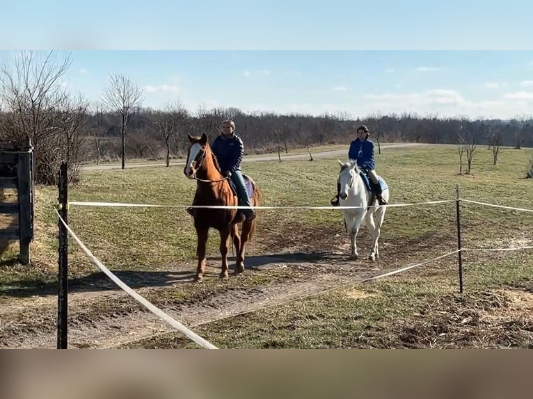 Pura sangre inglés Caballo castrado 7 años 168 cm Tordo in Lexington